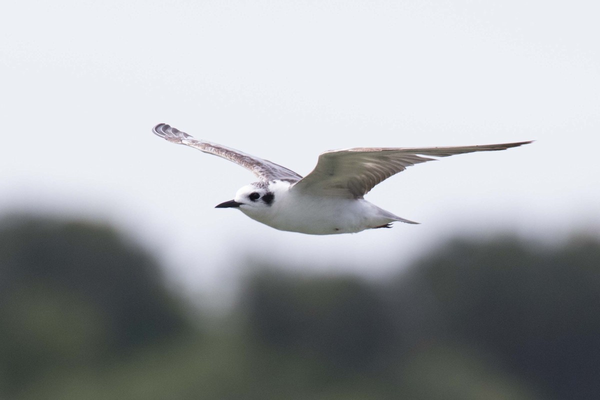 White-winged Tern - ML236124471