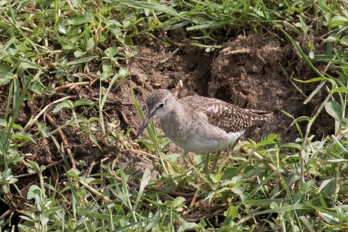 Wood Sandpiper - Jodi Webber