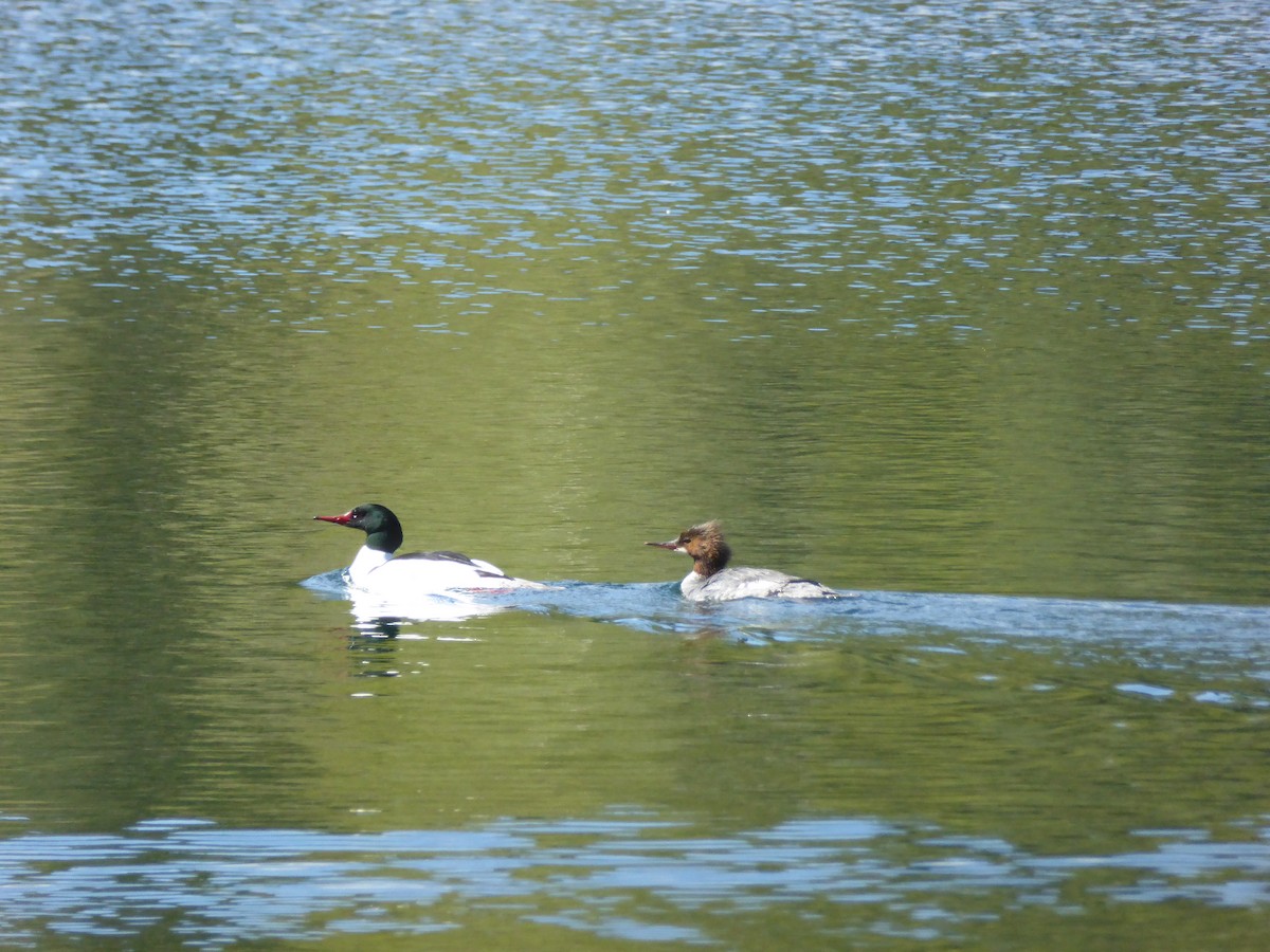 Common Merganser - ML236126331