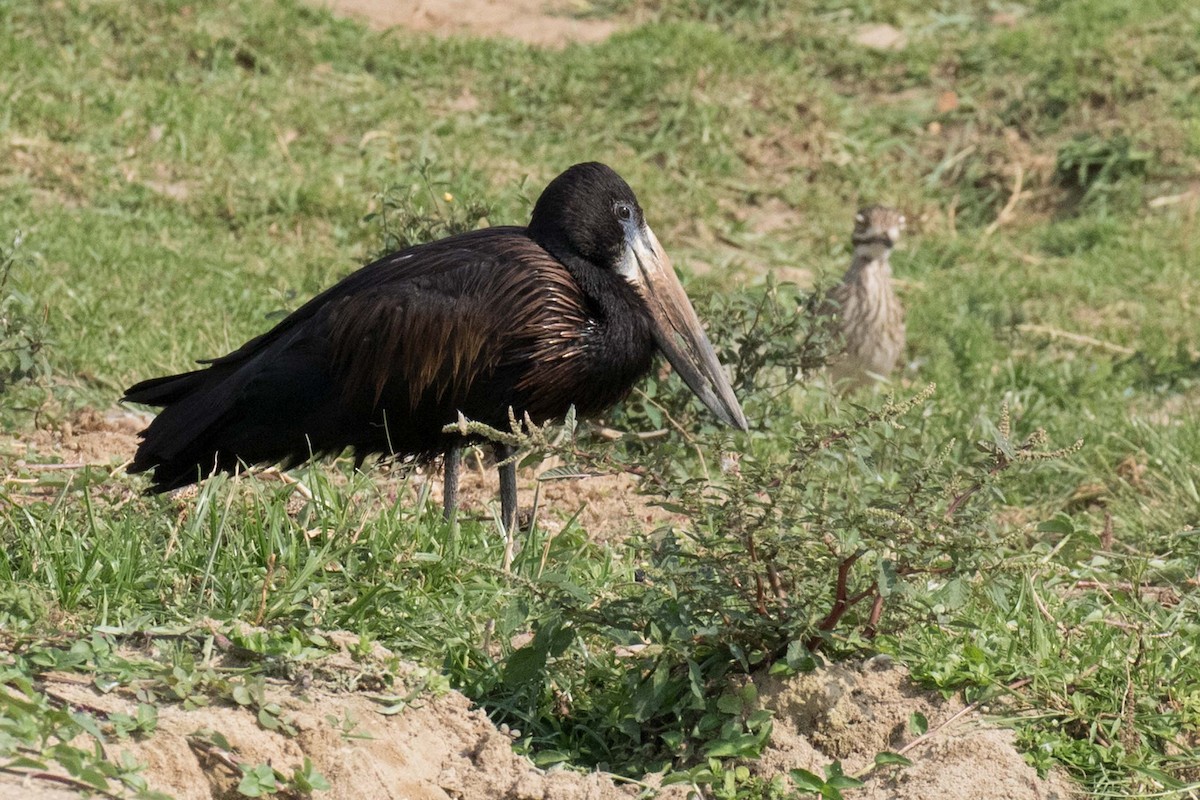 African Openbill - ML236126851