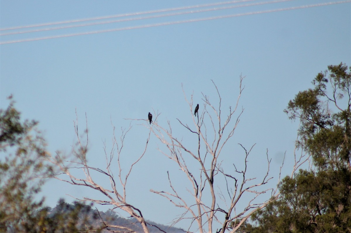 Wedge-tailed Eagle - ML236127221