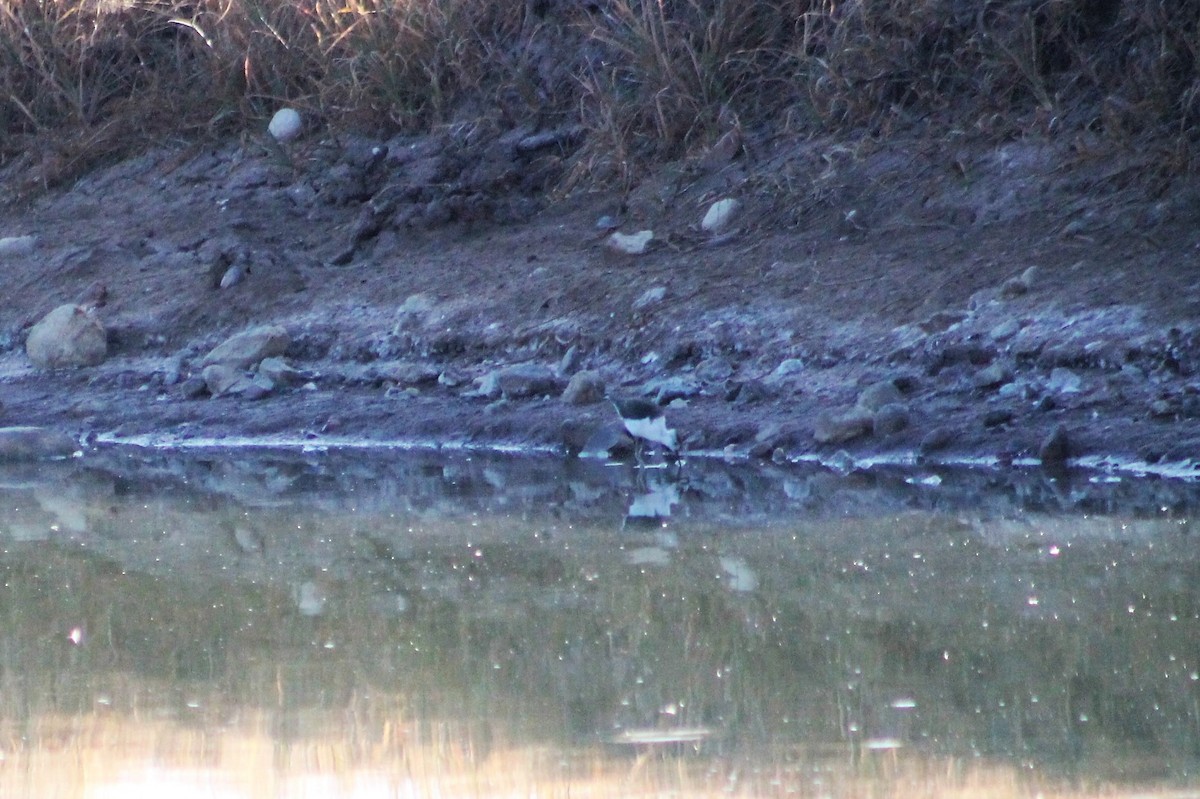 Pied Stilt - ML236127321