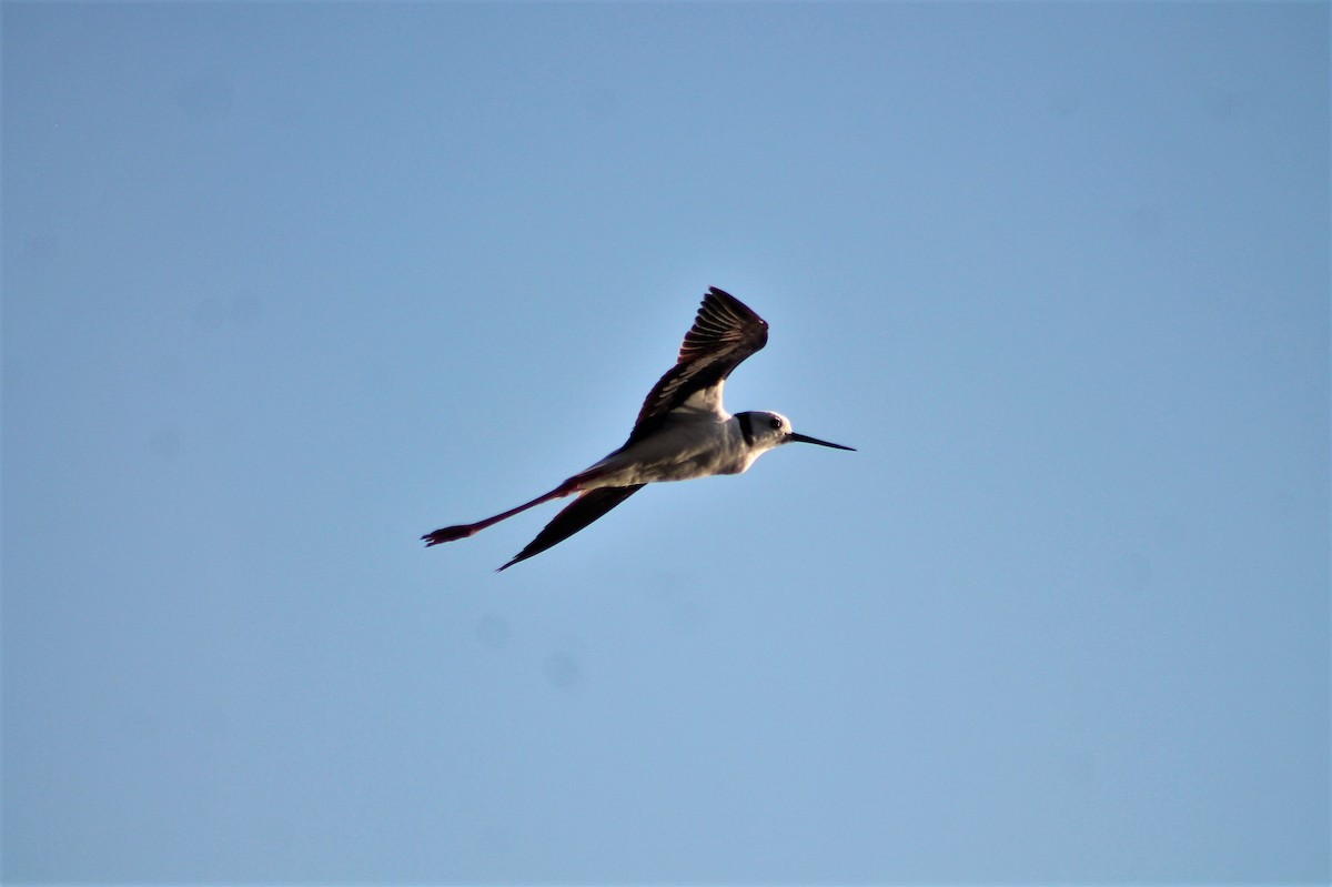 Pied Stilt - ML236127341