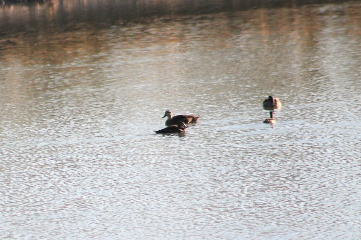 Canard à sourcils - ML236127511