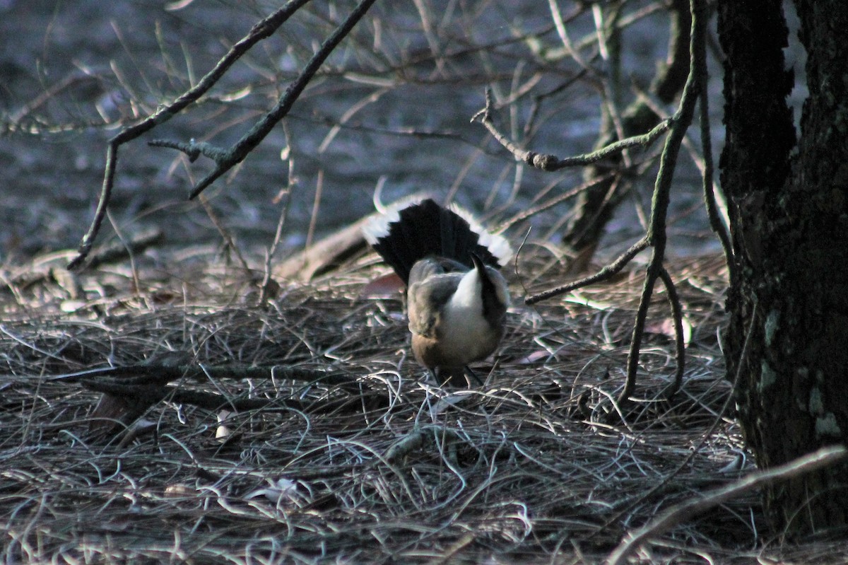 Gray-crowned Babbler - ML236127581