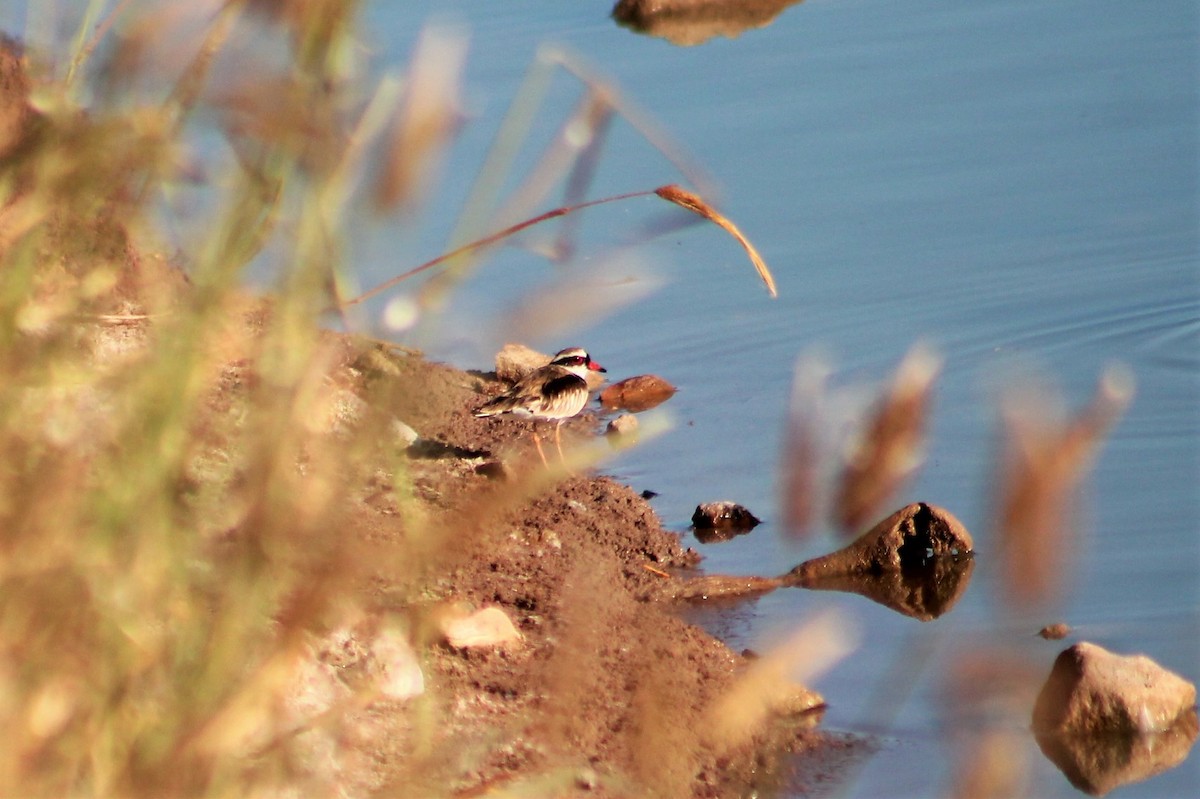 Black-fronted Dotterel - ML236127631