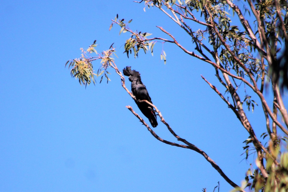 Red-tailed Black-Cockatoo - Sam Adams