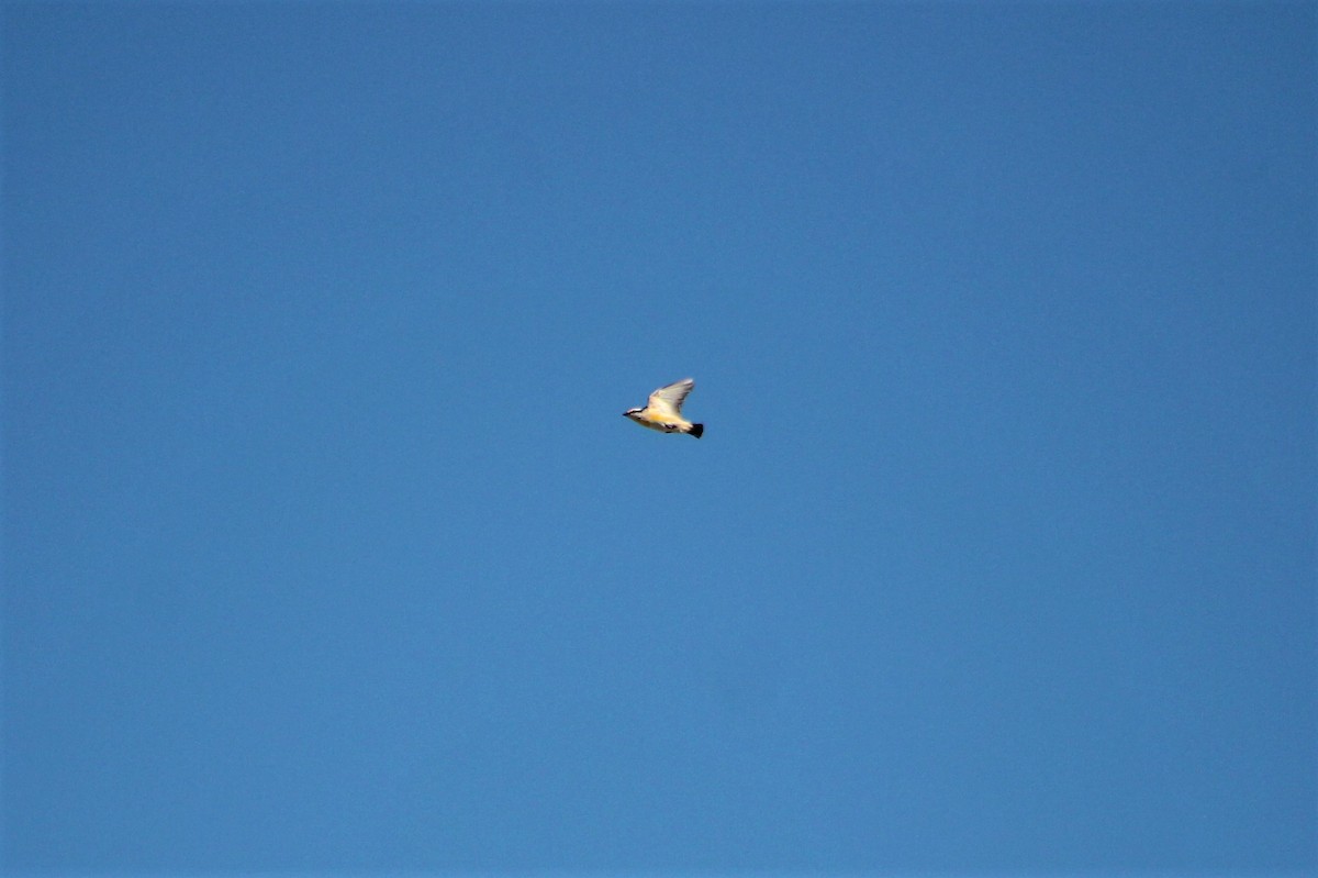 Striated Pardalote (Black-headed) - ML236127821