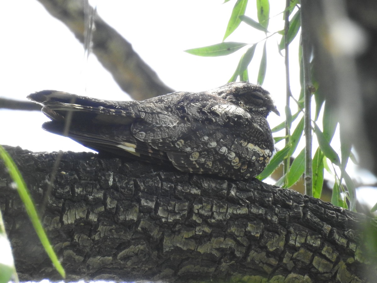 Gray Nightjar - ML236128411