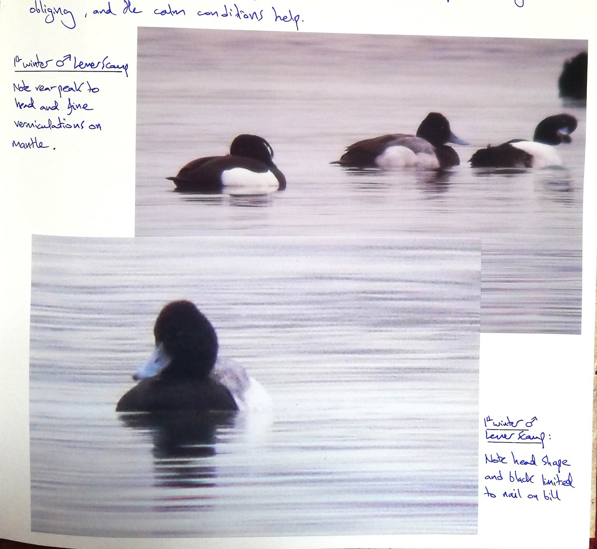 Lesser Scaup - ML236128941