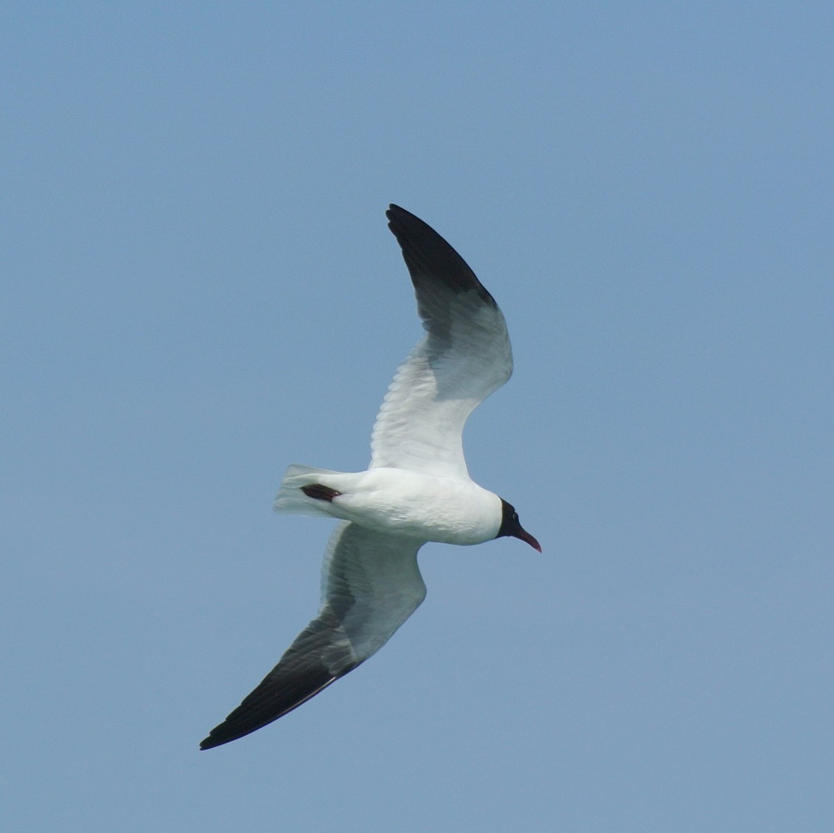 Laughing Gull - Michael Hoit