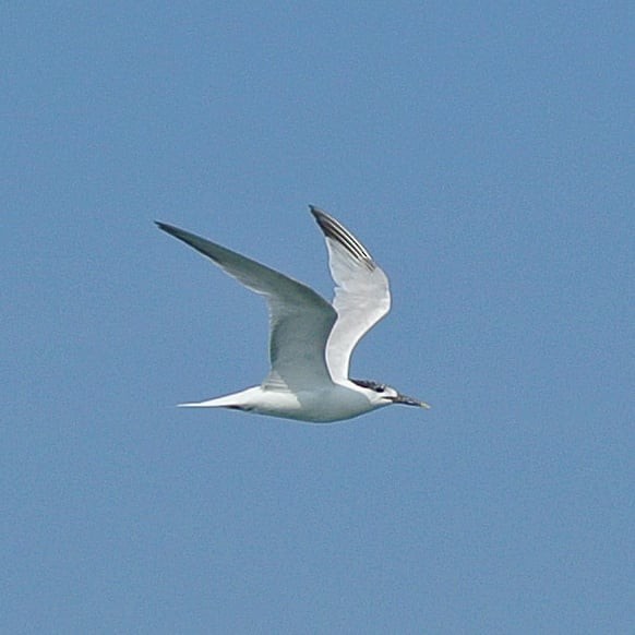 Sandwich Tern (Cabot's) - ML236130561