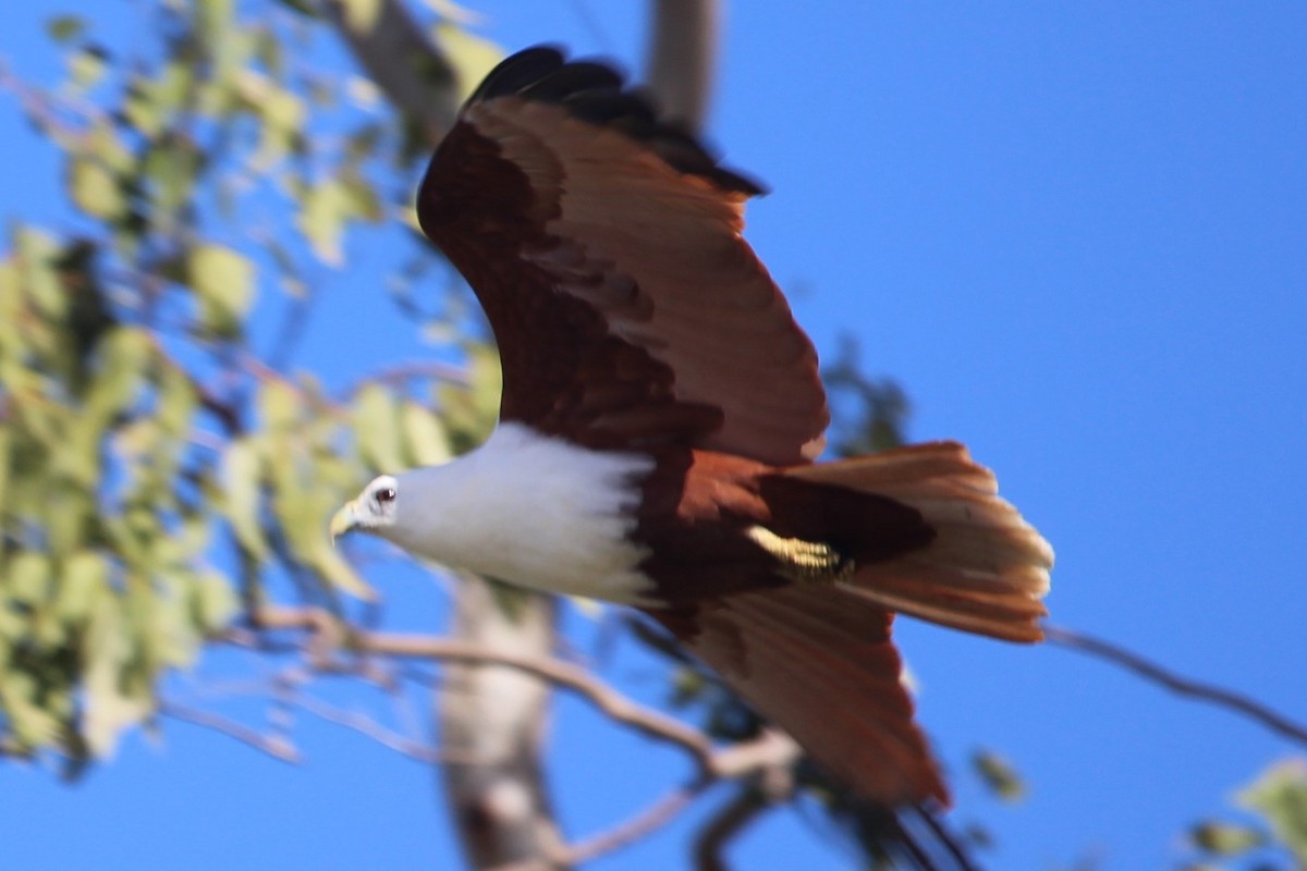 Brahminy Kite - ML236132471