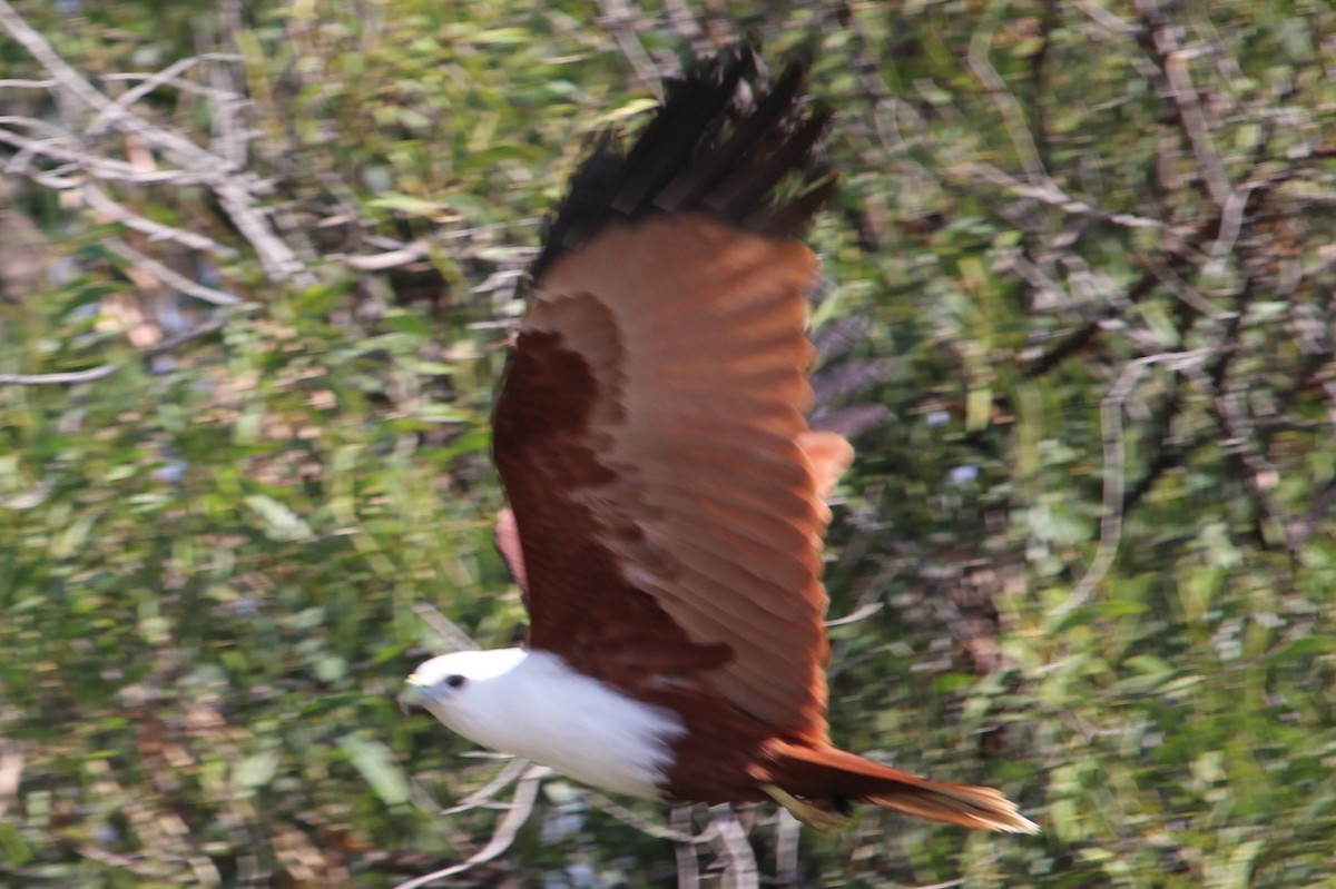 Brahminy Kite - ML236132481