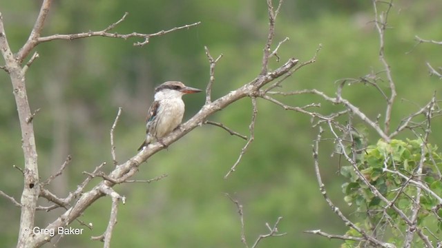 Striped Kingfisher - ML236134431