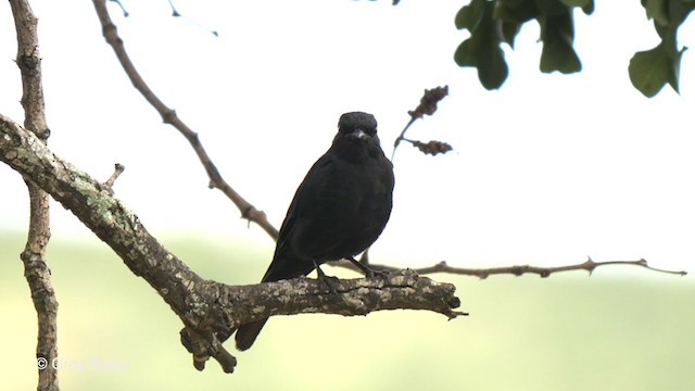 Drongo Ahorquillado - ML236134891