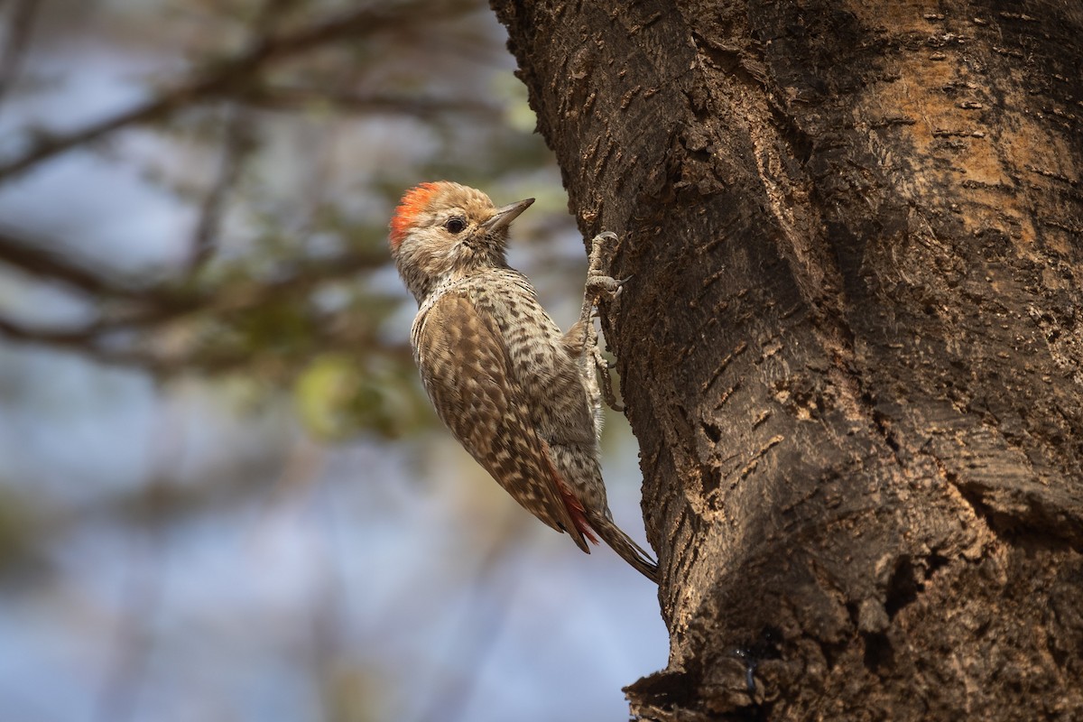 Little Gray Woodpecker - Stéphane  Aubert