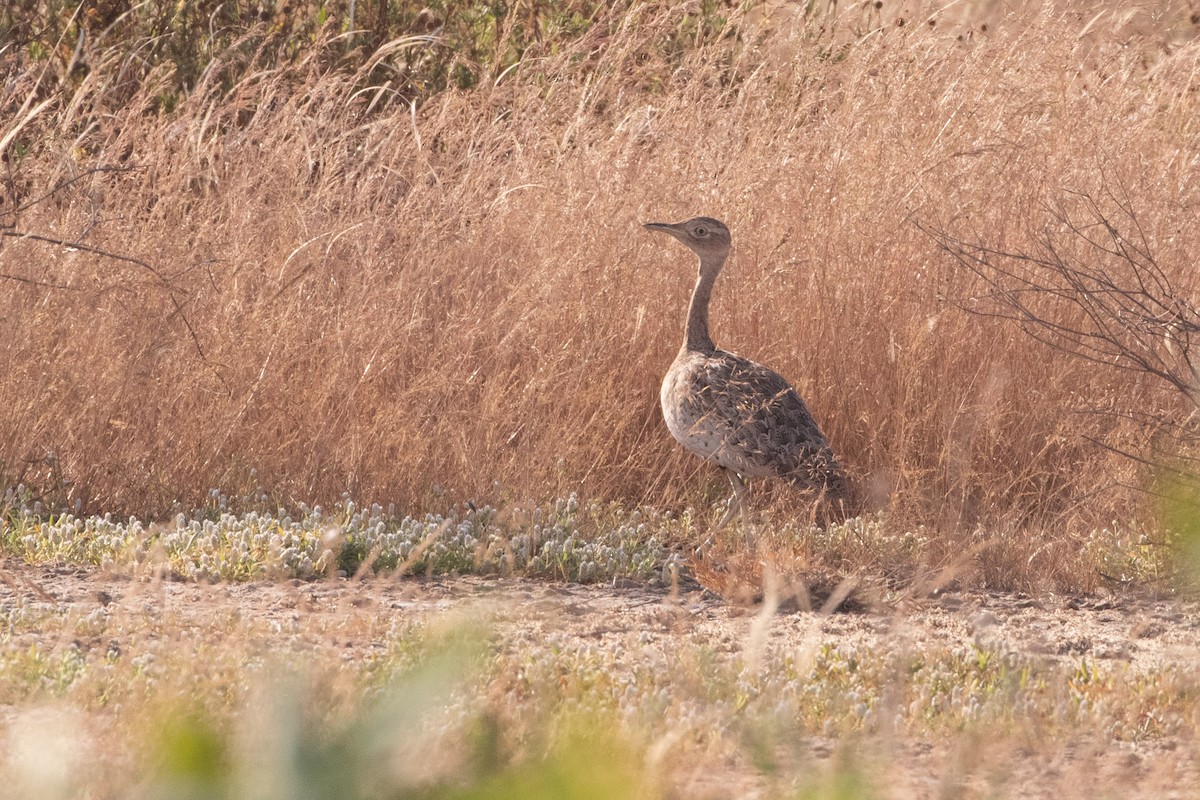 Savile's Bustard - Stéphane  Aubert