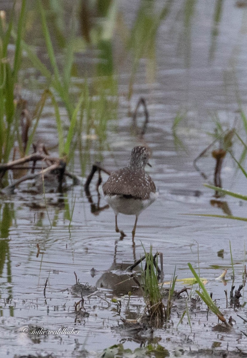 Solitary Sandpiper - ML236137081