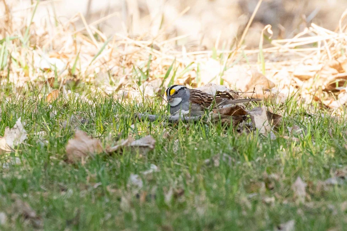 White-throated Sparrow - Brad Argue