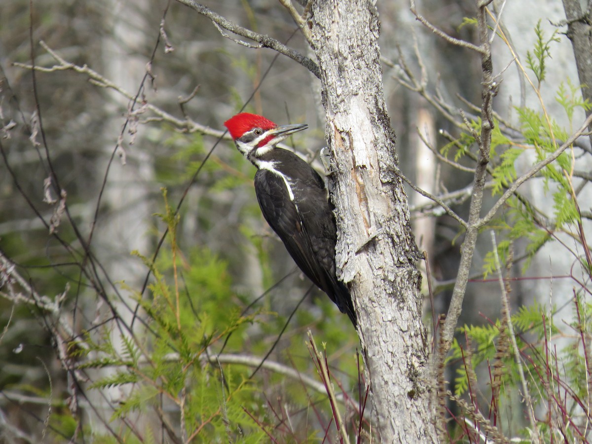Pileated Woodpecker - ML236141531