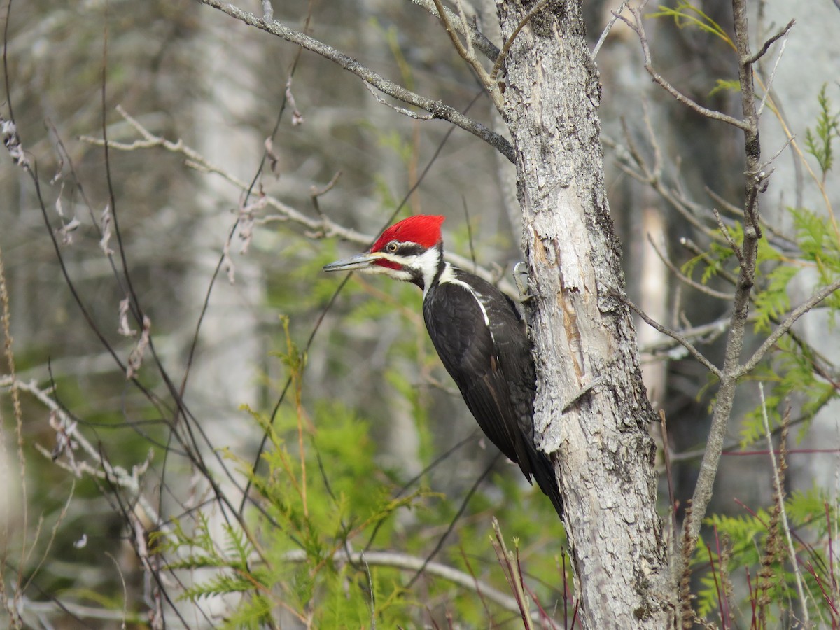 Pileated Woodpecker - ML236141541