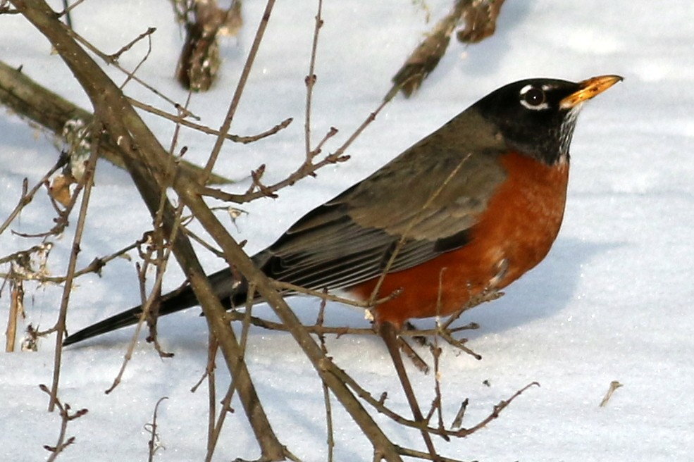 American Robin - Jon G.