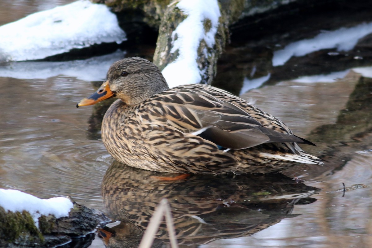 Canard colvert - ML23614331