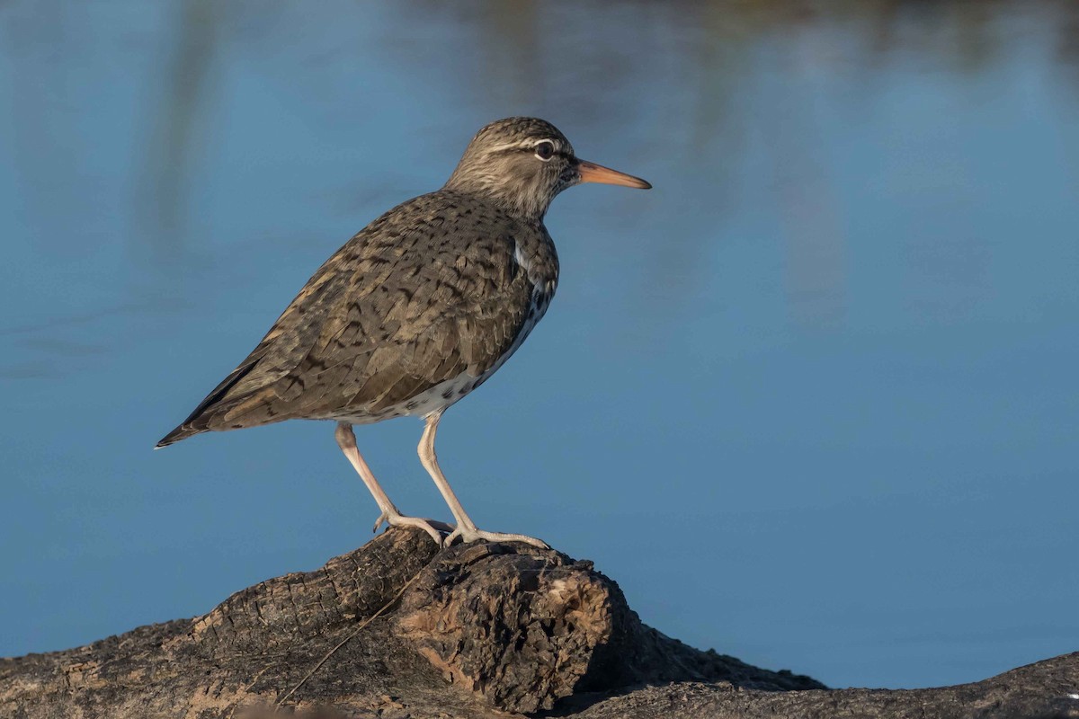 Spotted Sandpiper - ML236144891