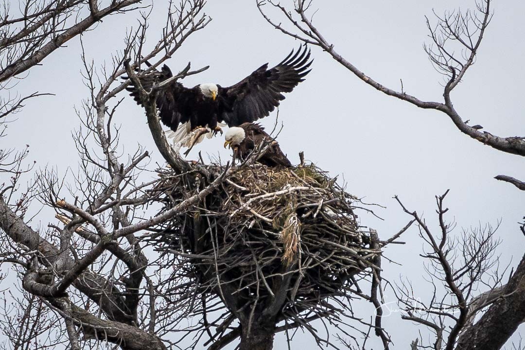 Weißkopf-Seeadler - ML236147731