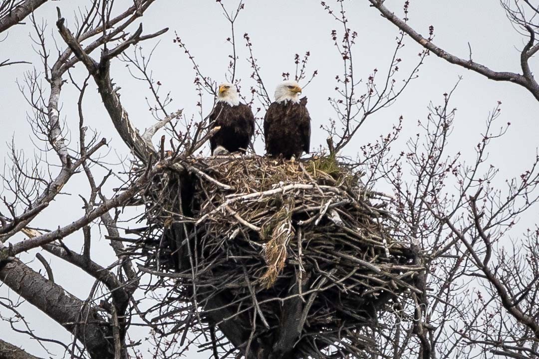 Weißkopf-Seeadler - ML236147761