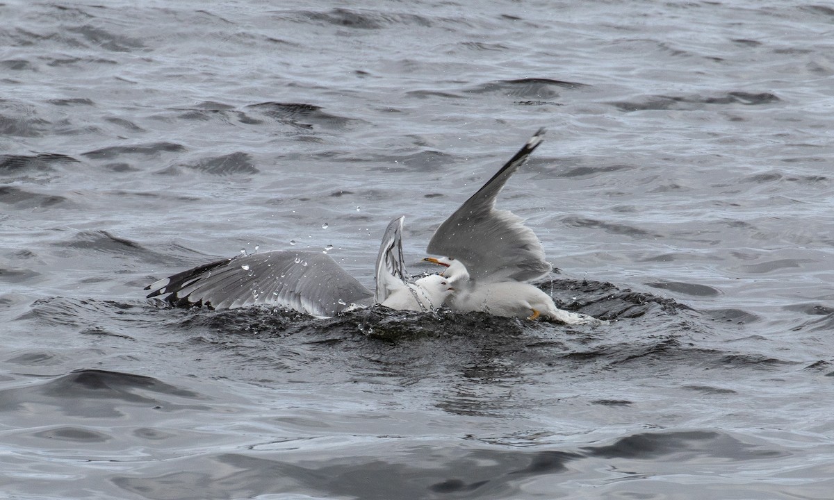 Gaviota Argéntea - ML236149081