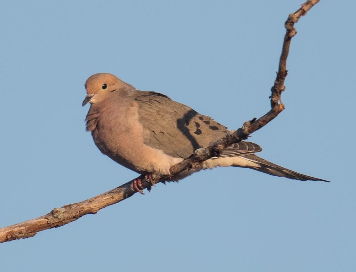 Mourning Dove - ML236153451