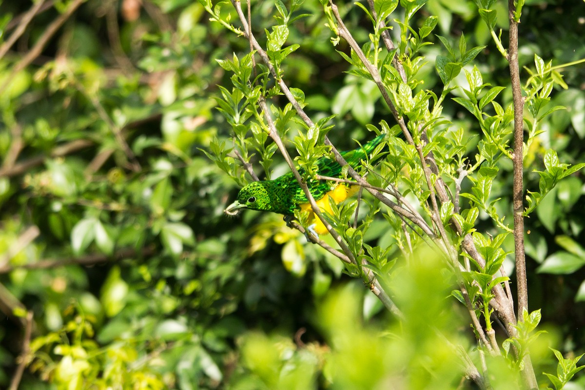 African Emerald Cuckoo - Randall Siebert