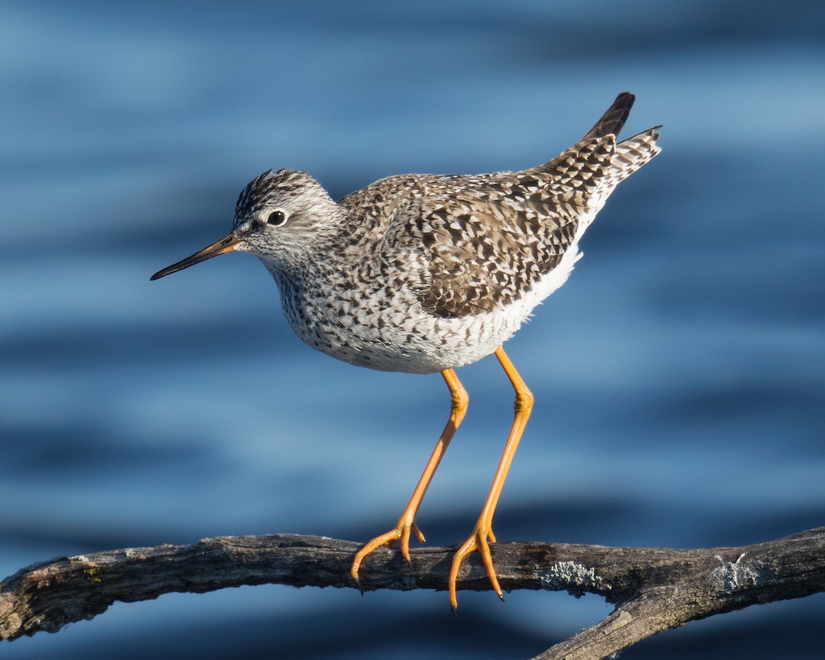 Lesser Yellowlegs - ML236153811