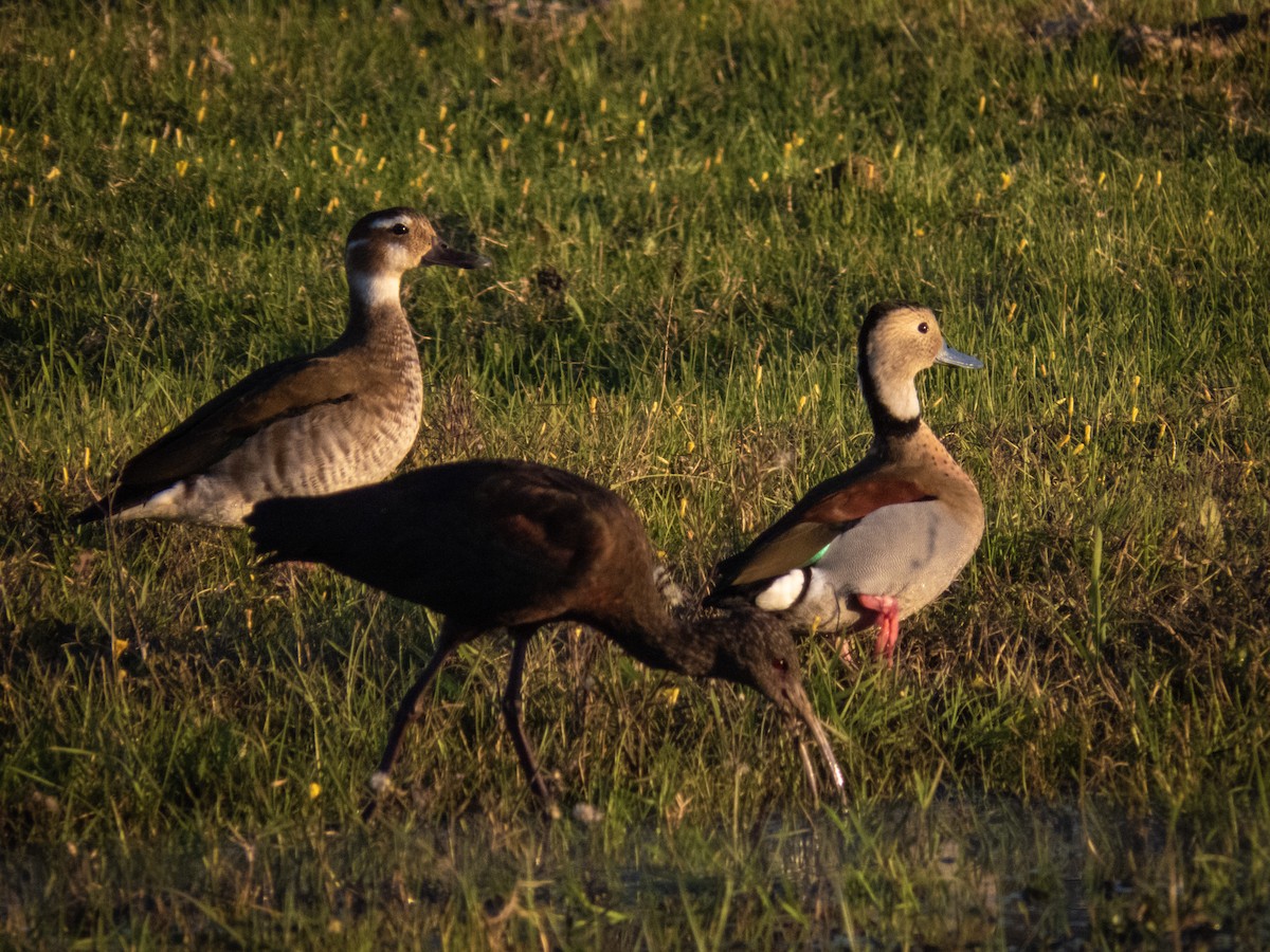 Ringed Teal - ML236153981