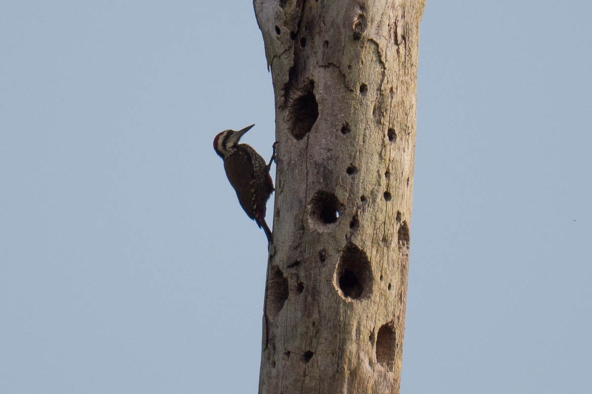 Fire-bellied Woodpecker - Randall Siebert