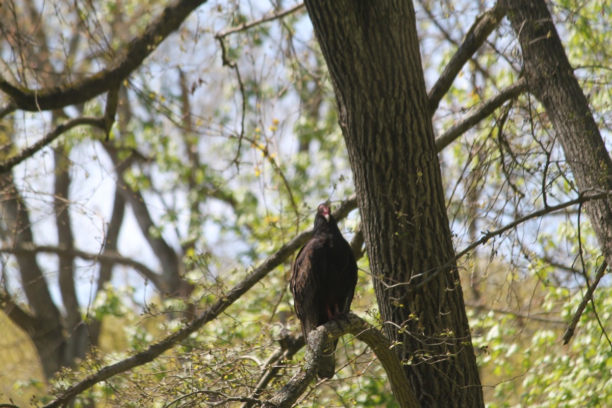 Turkey Vulture - ML236154741