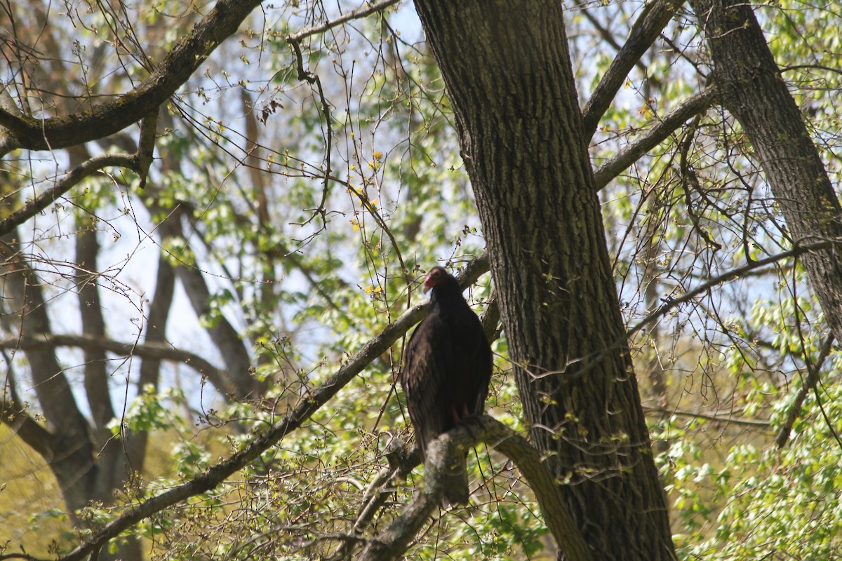 Turkey Vulture - ML236154761