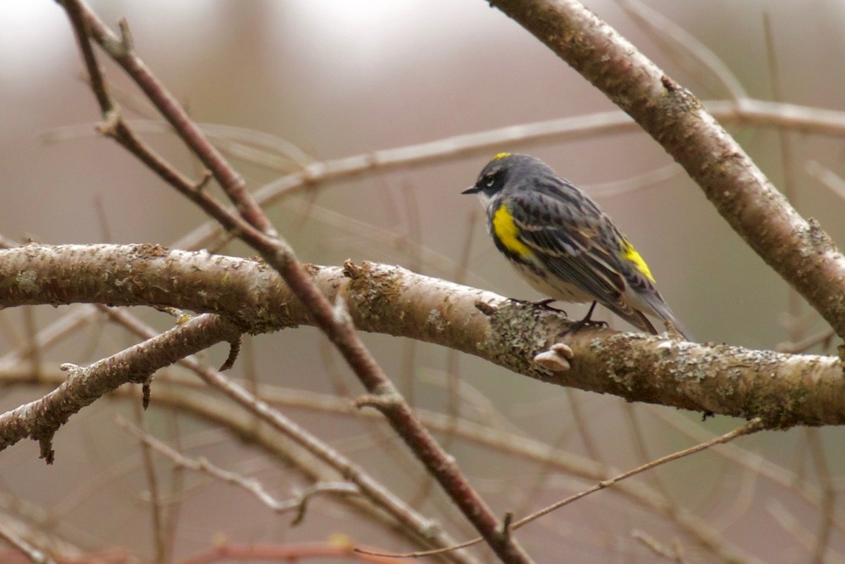 Yellow-rumped Warbler - Chantal Loignon