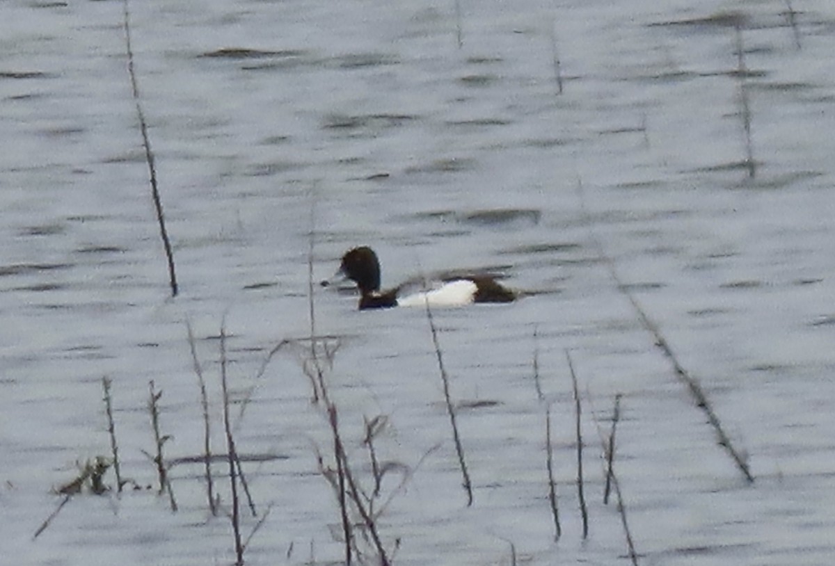 Lesser Scaup - ML236155001