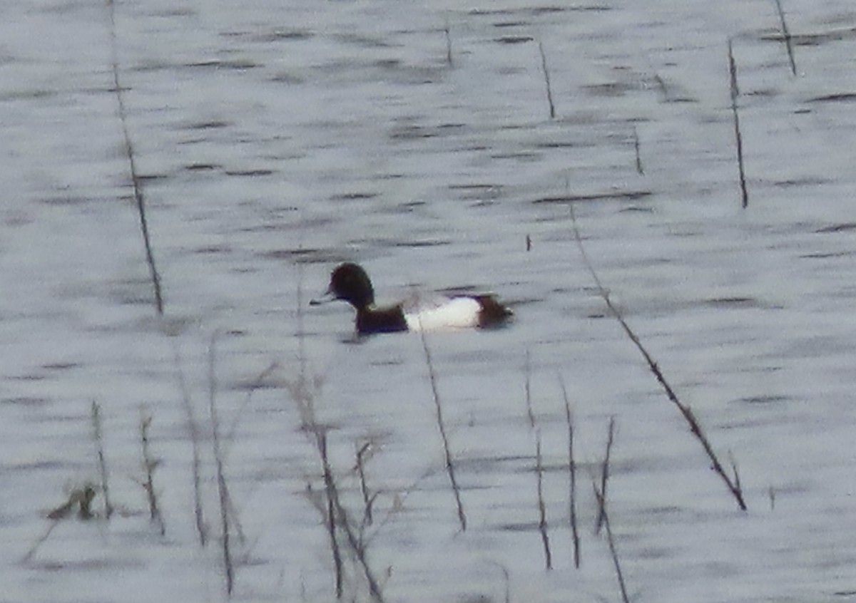 Lesser Scaup - ML236155011