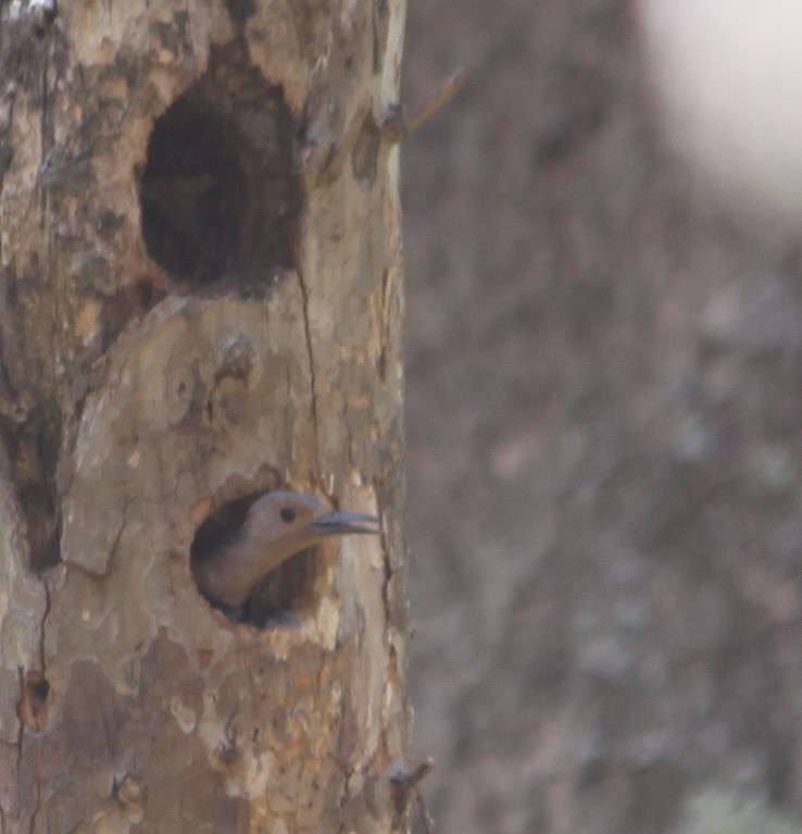 Northern Flicker - ML236155051