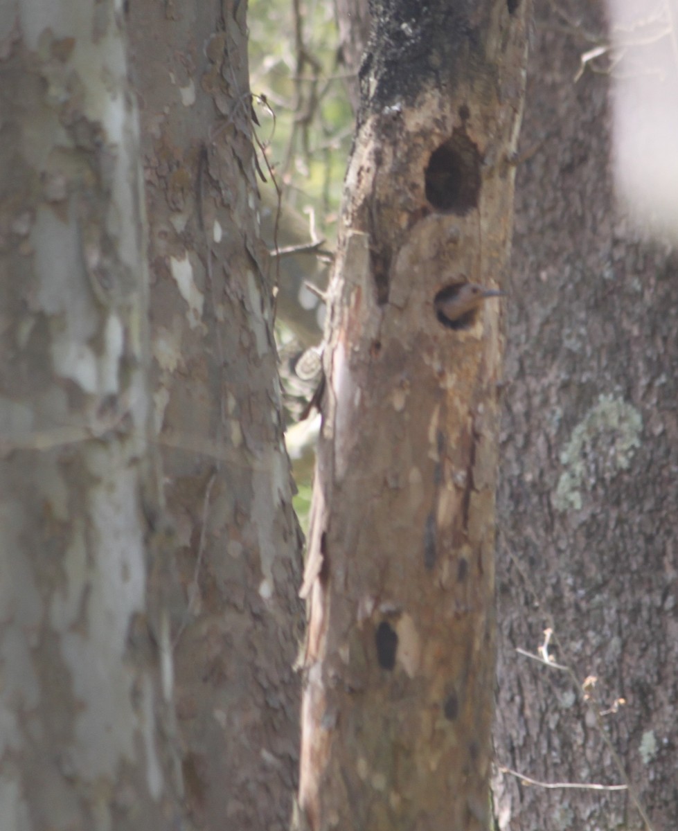 Northern Flicker - ML236155071
