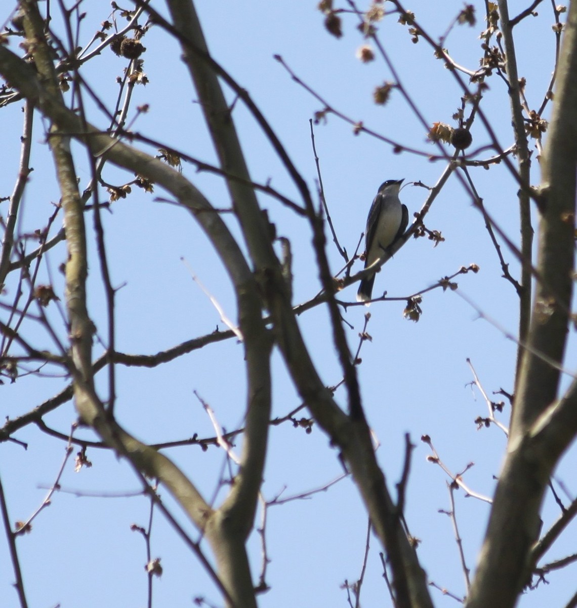 Eastern Kingbird - ML236155141