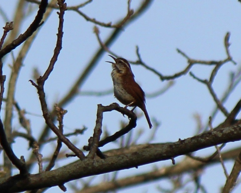 Carolina Wren - ML236155391