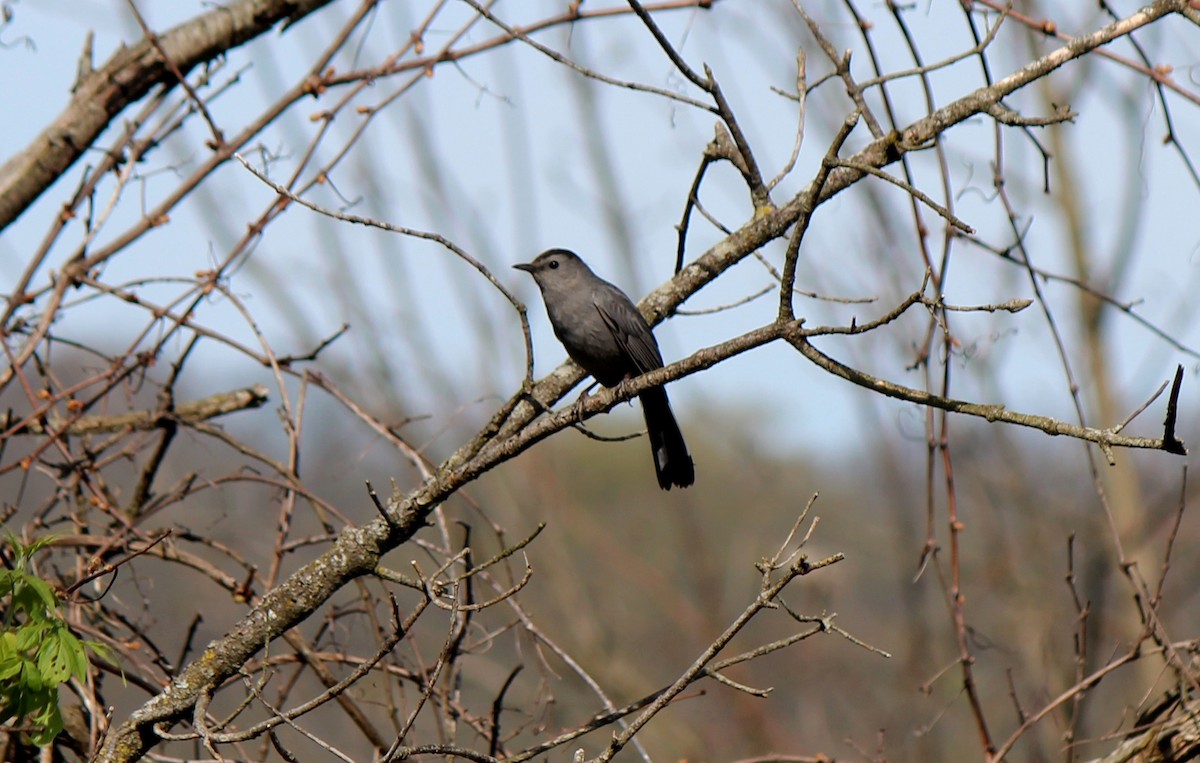 Gray Catbird - ML236155441