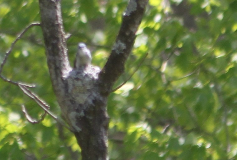 Blue-gray Gnatcatcher - ML236155451