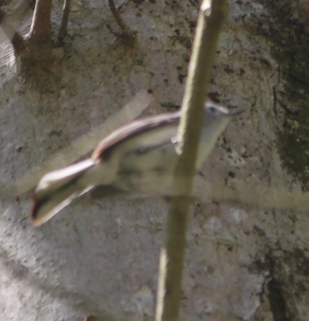 Blue-gray Gnatcatcher - ML236155461