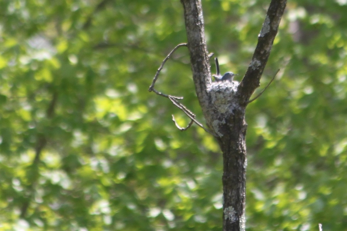 Blue-gray Gnatcatcher - ML236155471